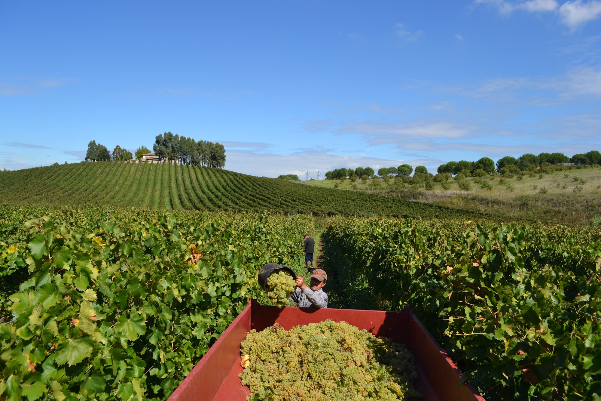 Vigneti Tellenae nella campagna romana